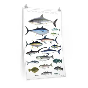 Saltwater Gamefish of Cape Cod Poster